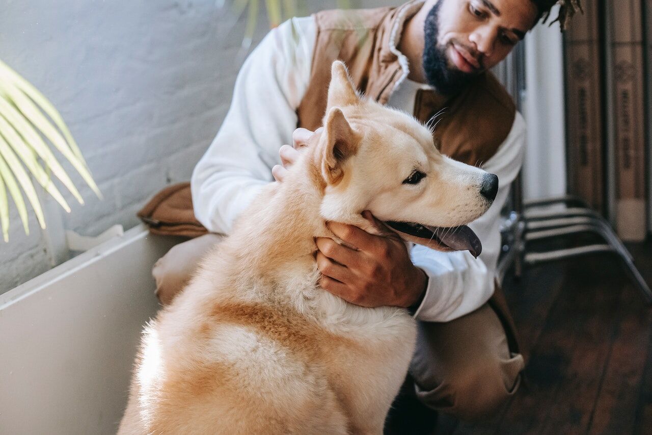 Practical Home Solutions for Managing Dog Tracheal Collapse